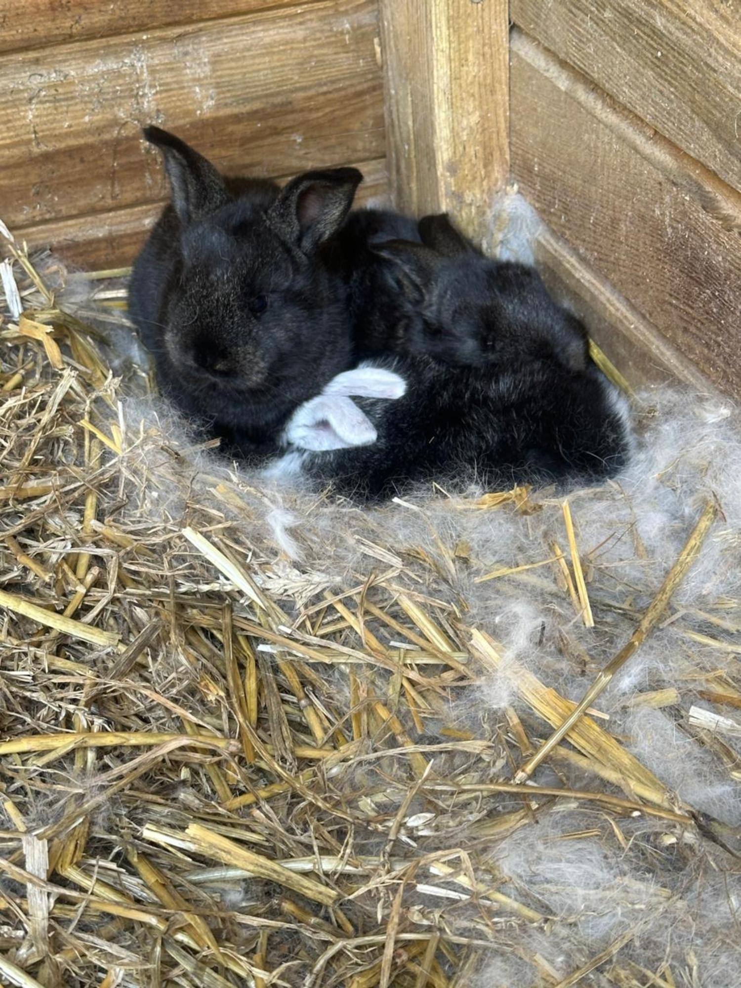 Fewo Im Reit- Und Ponyparadies Roos Halle  Exterior foto